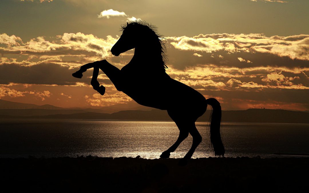 „Wenn Du ein totes Pferd reitest, steige ab“  #FridayMorningMotivation
